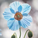 βIt always seems impossible until it's doneβ